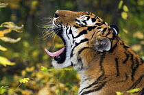 Siberian / Amur tiger (Panthera tigris altaica) yawning, Male rescued from poachers, ÊUtyos Wildlife Rehabilitation Centre, Kutuzovka Village, Russian Far East, in taiga forest, Endangered species