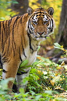 Siberian / Amur tiger (Panthera tigris altaica). Male rescued from poachers, ÊUtyos Wildlife Rehabilitation Centre, Kutuzovka Village, Russian Far East, in taiga forest, Endangered species
