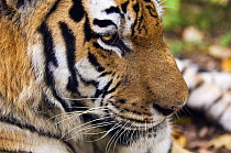 Siberian / Amur tiger (Panthera tigris altaica). Male rescued from poachers, ÊUtyos Wildlife Rehabilitation Centre, Kutuzovka Village, Russian Far East, in taiga forest, Endangered species