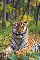 Siberian / Amur tiger (Panthera tigris altaica)snarling, Male rescued from poachers, ÊUtyos Wildlife Rehabilitation Centre, Kutuzovka Village, Russian Far East, in taiga forest, Endangered species