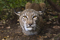 European lynx (Lynx lynx) rescued from poachers, ÊUtyos Wildlife Rehabilitation Centre, Kutuzovka Village, Russian Far East