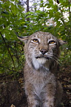 European lynx (Lynx lynx) rescued from poachers, Utyos Wildlife Rehabilitation Centre, Kutuzovka Village, Russian Far East