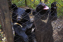 Asiatic black / Moon bear (Ursus thibetanus) Utyos Wildlife Rehabilitation Centre, Kutuzovka Village, Russian Far East, Vulnerable species