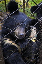 Asiatic black / Moon bear (Ursus thibetanus) chewing at the wire of its cage, Utyos Wildlife Rehabilitation Centre, Kutuzovka Village, Russian Far East, Vulnerable species