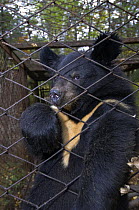 Asiatic black / Moon bear (Ursus thibetanus) in cage at Utyos Wildlife Rehabilitation Centre, Kutuzovka Village, Russian Far East, Vulnerable species
