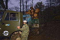 Illegal logging operation found by Siberian tiger anti-poaching patrol, 600 miles north of Vladivostok, Primorsky, Russian Far East, October 2005