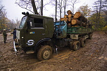 Illegal logging camp found by Siberian tiger anti-poaching patrol, 600 miles north of Vladivostok, Primorsky, Russian Far East, October 2005