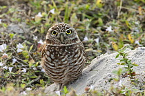 Burrowing owl {Athene / Speotyto cunicularia} near entrance to burrow, Cape Coral, Florida, USA, December