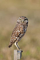 Burrowing owl {Athene / Speotyto cunicularia} perched on post, Cape Coral, Florida, USA, December