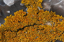 Lichen {Xanthoria parietina} on flint wall, UK, a useful monitor of pollution levels.
