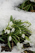 Snowdrop {Galanthus nivalis} Surrey, UK, February 2009