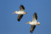 Two American white pelicans {Pelecanus erythrorhynchos} in flight, Ding Darling Nature Reserve, Sanibel Island, Florida, USA