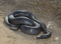 Mole snake (Pseudaspis cana) large adult male (2m) West Coast National Park, South Africa.