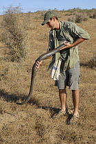 Researcher releasing large adult male Mole snake (Pseudaspis cana), West Coast National Park, South Africa.