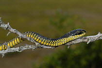 Boomslang (Dispholidus typus) adult male moving along branch, DeHoop Nature reserve, South Africa.