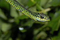 Boomslang (Dispholidus typus) adult male, from nr Grahamstown, Eastern Cape, South Africa.