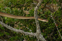 Boomslang (Dispholidus typus) adult female in tree, Dehoop Nature reserve, South Africa.