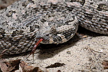 Southern adder (Bitis armata) adult female with tongue exposed, Dehoop nature reserve, South Africa.