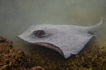 Diamond Stingray (Dasyatis brevis) in murky water, Tagus Cove, Isabela Island, Galapagos Islands,