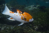 Harlequin wrasse (Bodianus eclancheri), Tagus Cove off Isablea Island, Galapagos Islands,