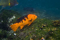 Harlequin Wrasse (Bodianus eclancheri), Tagus Cove off Isablea Island, Galapagos Islands,