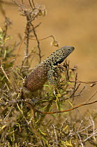 Male Lava lizard (Microlophus / Tropidurus delanonis) on vegetation, Punta Cevallos, Española or Hood Island, Galapagos Islands (Endemic to the Islands)