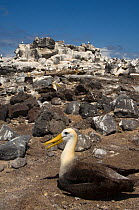 Waved Albatross (Phoebastria irrorata) with Nazca / Masked Boobies (Sula dactylatra granti) Punta Cevallos, Española Island, Galapagos Islands, (Endemic to Galapagos, Critically endangered)