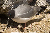 Swallow-tailed Gull (Creagrus / Larus furcatus) on nest, Punto Cevallos, Española (Hood) Island,  South America