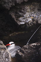 Red-billed Tropicbird (Phaethon aethereus) on nest partially hidden by rocks, Punta Cevallos, Española / Hood Island, Galapagos Islands