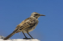 Hood Island Mockingbird (Nesomimus trifasciatus macdonaldi) Punta Cevallos, Española / Hood Island, Galapagos Islands