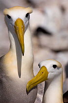 Waved Albatross (Phoebastria irrorata) courtship, Punta Cevallos, Española Island, Galapagos Islands, Critically Endangered