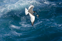 Swallow-tailed Gull (Creagrus / Larus furcatus) in flight over sea, Punto Cevallos, Española / Hood Island, Galapagos Islands, Ecuador, South America. Endemic