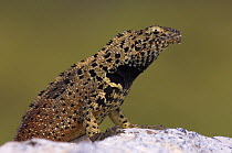 Male Lava lizard (Microlophus / Tropidurus delanonis) portrait, Punta Cevallos, Española or Hood Island, Galapagos Islands. Endemic