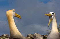 Waved Albatross (Phoebastria irrorata) courtship, Punta Cevallos, Española Island, Galapagos Islands. Endemic, Critically endangered