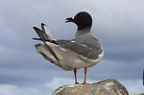 Swallow-tailed Gull (Creagrus / Larus furcatus) on rock, Punto Cevallos, Española / Hood Island, Galapagos Islands, Ecuador, South America. Endemic