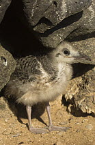 Swallow-tailed gull (Creagrus / Larus furcatus) chick camouflaged amongst rocks, Punto Cevallos, Española / Hood Island, Galapagos Islands. Endemic