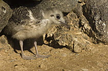 Swallow-tailed Gull (Creagrus / Larus furcatus) chick camouflaged amongst rocks, Punto Cevallos, Española / Hood Island. Endemic