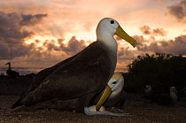 Waved Albatross pair (Phoebastria irrorata) change over for egg incubating, Punta Cevallos, Española Island, Galapagos Islands, Ecuador, South America. Endemic, Critically endangered