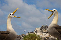 Waved Albatross (Phoebastria irrorata) courtship, Punta Cevallos, Española Island, Galapagos Islands, Ecuador, South America. Endemic, Critically endangered