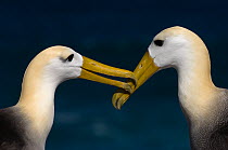 Waved Albatross (Phoebastria irrorata) courtship, Punta Cevallos, Espaola Island, Galapagos Islands, Ecuador, South America. Endemic, Critically endangered