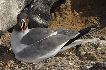 Swallow-tailed Gull (Larus furcatus) on nest, Punto Cevallos, Española / Hood Island, Galapagos Islance, Ecuador, South America. Endemic