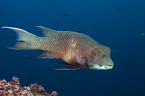 Streamer / Mexican Hogfish (Bodianus diplotaenia) off Wolf Island, Galapagos Islands, Ecuador, South America