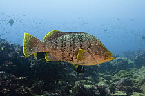 Leather Bass (Dermatolepis / Epinephelus dermatolepis) Central Isles, Galapagos Islands, Ecuador, South America