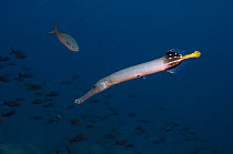 Trumpetfish (Aulostomus chinensis) off Wolf Island, Galapagos Islands, Ecuador, South America
