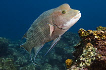 Streamer / Mexican Hogfish (Bodianus diplotaenia) off Wolf Island, Galapagos Islands, Ecuador, South America