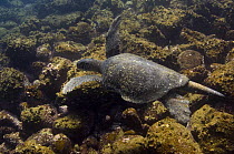 Galapagos Green / Black Turtle (Chelonia mydas agassizi) off Wolf Island in the northern archipelago group of Galapagos, Ecuador, South America
