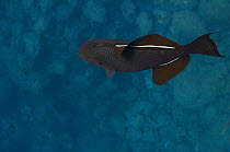 Black durgon / triggerfish (Melichthys niger) from above, off Wolf Island, Galapagos Islands, Ecuador, South America