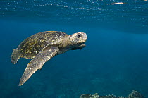 Galapagos Green / Black Turtle (Chelonia agassizi) off Wolf Island in the northern archipelago group of Galapagos, Ecuador, South America