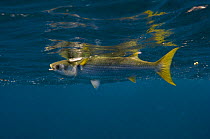Yellow-tailed Mullet (Mugil rammelsbergii) just below the surface, off Wolf Island, Galapagos Islands, Ecuador, South America