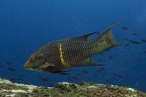 Streamer / Mexican Hogfish (Bodianus diplotaenia)  off of Wolf Island, Galapagos Islands, Ecuador, South America